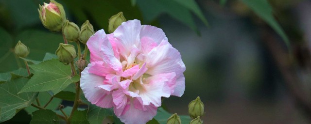 芙蓉花花語 芙蓉花象征著美好的事物