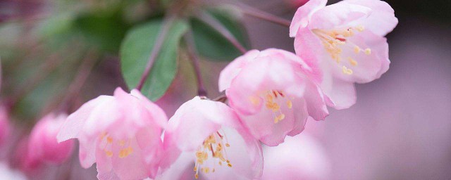 海棠花花語 海棠花花語是什麼