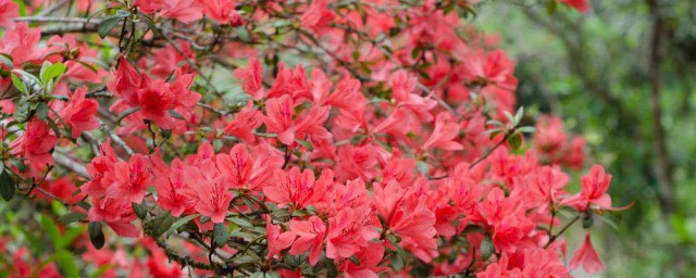 杜鵑花養殖方法 杜鵑花怎麼養