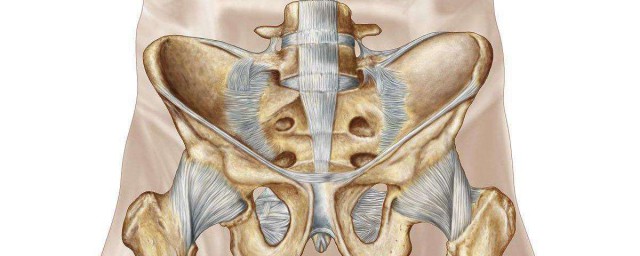 恥骨是哪裡 恥骨的位置