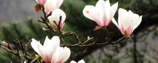 木蘭花花語 木蘭花花語是什麼