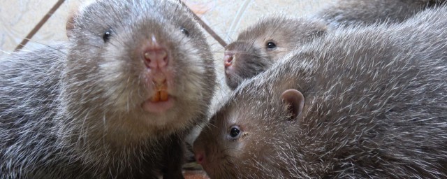 竹鼠是保護動物嗎 竹鼠是不是保護動物