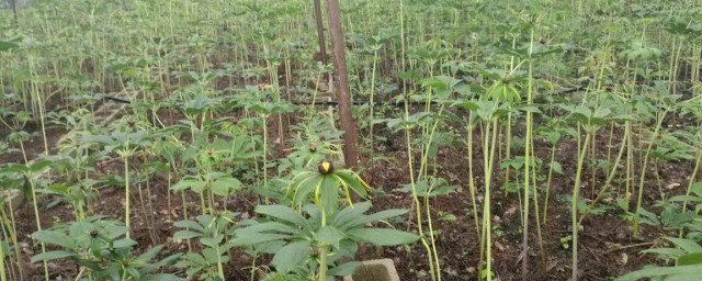 重樓種植技術 它有什麼價值