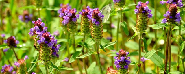 夏枯草的功效 夏枯草對人體好處