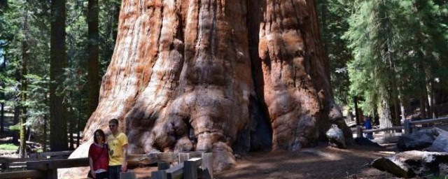 世界上最大的樹 世界上最大的樹介紹