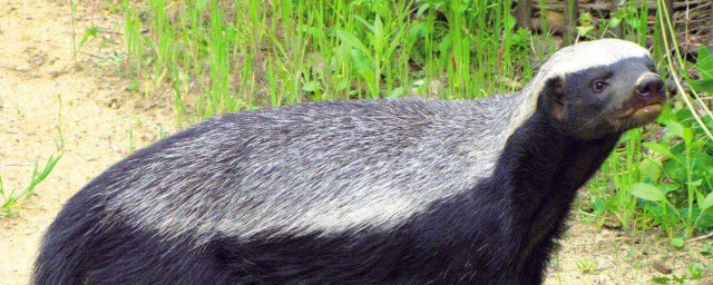 平頭哥是什麼動物 它的壽命有多長