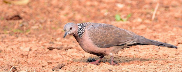 斑鳩吃什麼 野生斑鳩最愛吃什麼