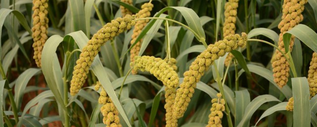 谷子是什麼 植物谷子是什麼