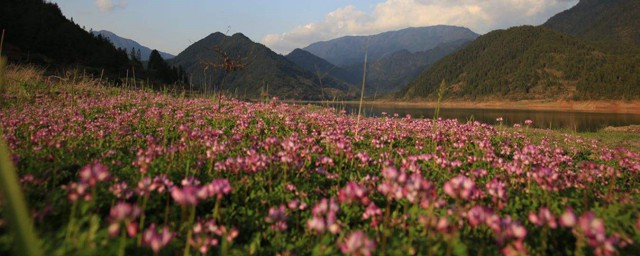 路邊的野花不要采歌詞 路邊的野花不要采的具體歌詞