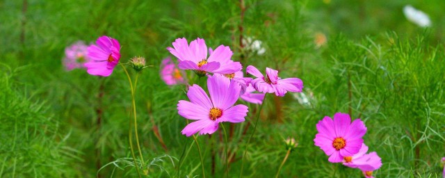 花的名字 花語各是什麼