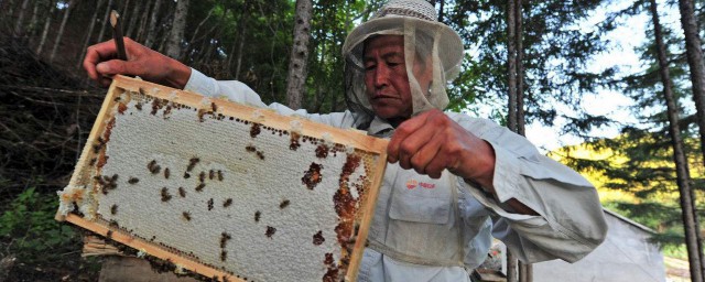 被蜂蟄瞭怎麼消腫止庠 被蜂蟄瞭正確處理方法