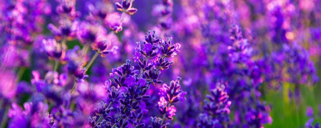 賞花發朋友圈微信句子 關於賞花時的朋友圈