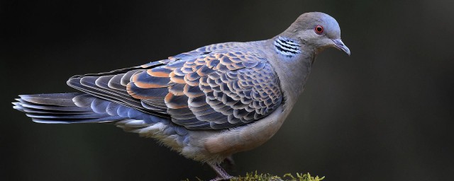 斑鳩來傢的預兆 斑鳩來傢是什麼預兆