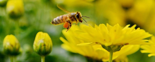 蜜蜂的知識 關於蜜蜂的知識有哪些