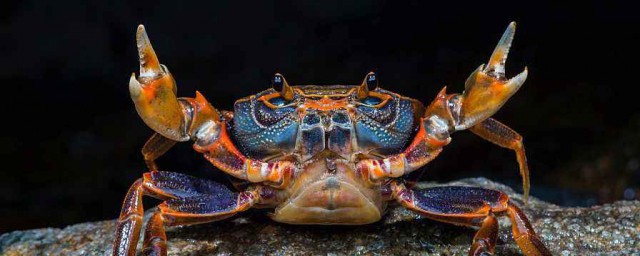 螃蟹怎麼挑選公母 挑選螃蟹公母的方法