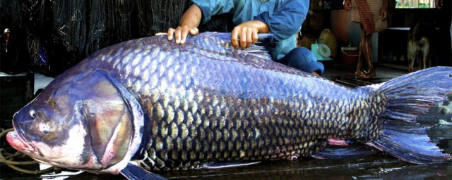 世界上最大的淡水魚 世界上最大的淡水魚是什麼