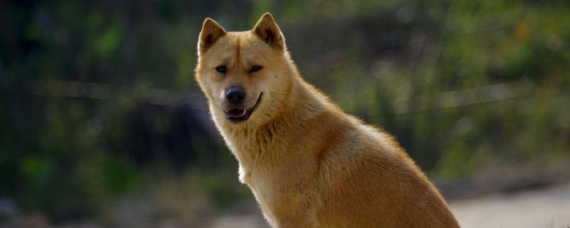 中華田園犬多少錢一隻 中華田園犬介紹