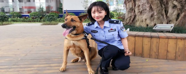 警花與警犬第二季什麼時候播出 警花與警犬第二季播出時間