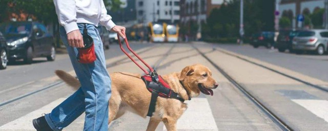 導盲犬品種 導盲犬簡介