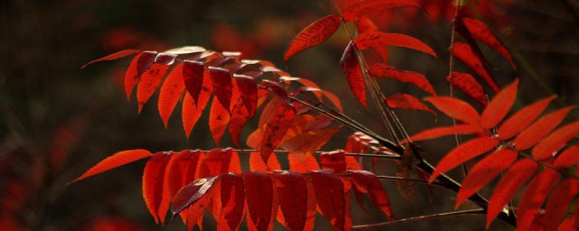 紅紅的什麼 紅紅的造句