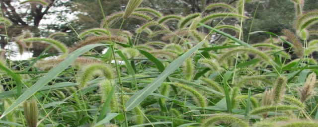 狗尾巴草的花語 有4個唯美的花語