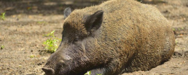 野豬是保護動物嗎 你知道嗎