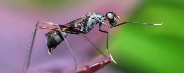 登革熱是什麼 登革熱有何癥狀