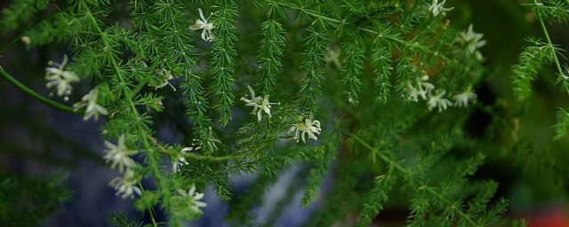 文竹開花是好兆頭嗎 關於文竹開花的相關說法