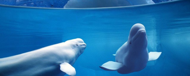 海洋館裡有什麼動物 海洋館動物舉例