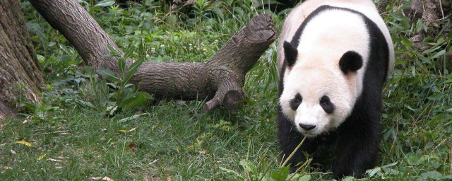 國傢保護動物有哪些 你都知道嗎