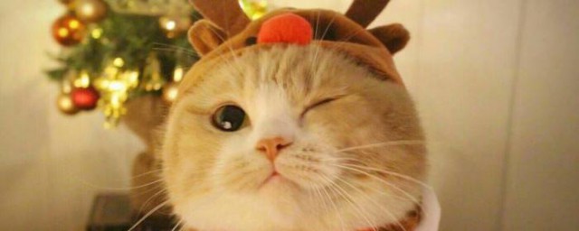 貓流眼淚是怎麼回事 流眼淚的原因