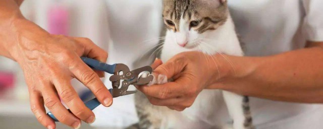 貓指甲怎麼剪 貓指甲剪的方法