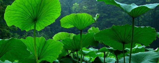 荷葉的功效與作用及食用方法 荷葉對人體的好處