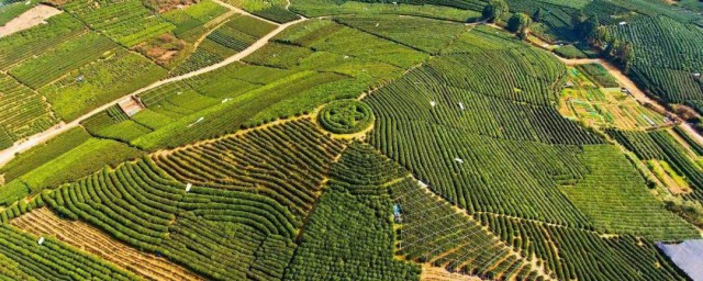 龍井茶的產地 龍井茶產地及介紹