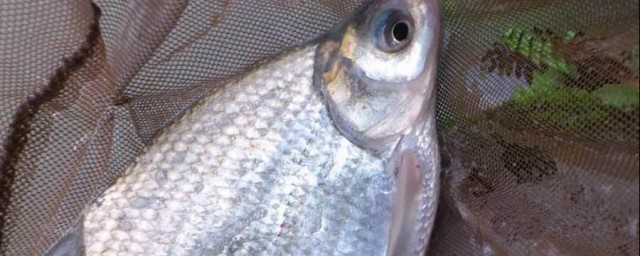 釣鯿魚的絕招 釣鯿魚必殺技