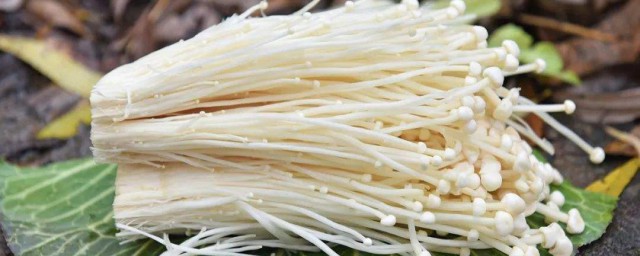金針菇的功效與作用 金針菇的功效與作用是什麼