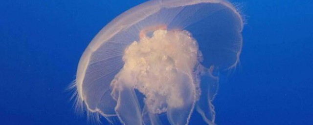 海蜇和水母的區別 海蜇和水母的區別有哪些