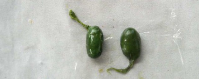 蛇膽的功效與作用 三種毒蛇膽主要特征