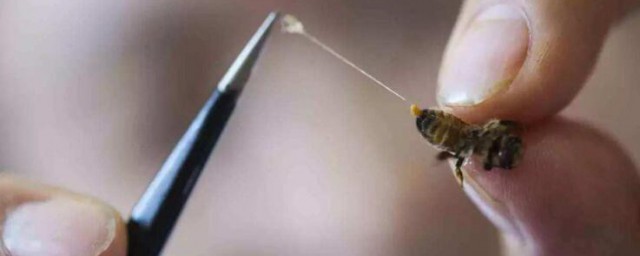 被蜂蜜蟄瞭怎樣處理 被蜂蜜蟄瞭的處理方法