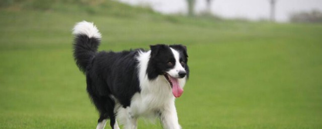 邊境牧羊犬是狗嗎 邊境牧羊犬有什麼特點