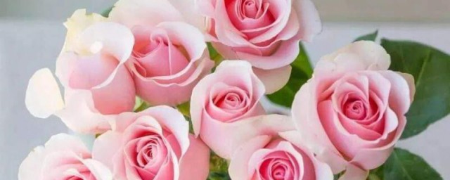 粉紅玫瑰花語 粉紅玫瑰有什麼含義