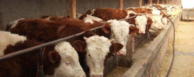 肉牛養殖技術 肉牛養殖技術介紹