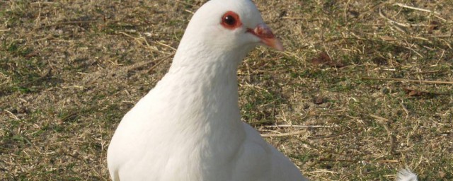 養鴿子有什麼迷信說法 鴿子吃什麼食物