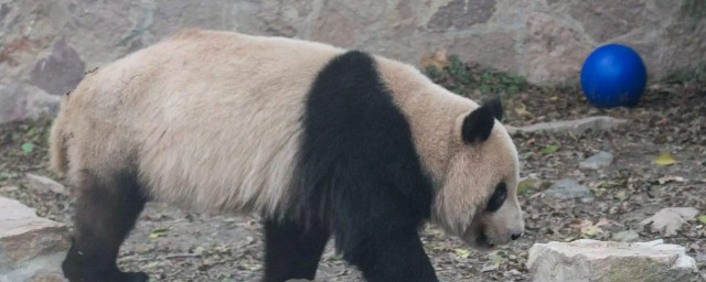 冬眠的小動物有哪些呢 分別是什麼類別