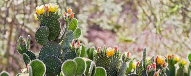 仙人球開花有什麼說法 7種最會開花的仙人球