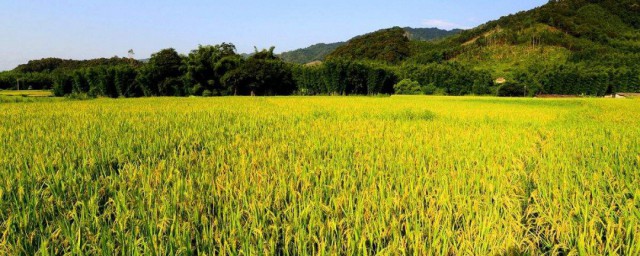 希望的田野上歌詞 在希望的田野上歌詞欣賞