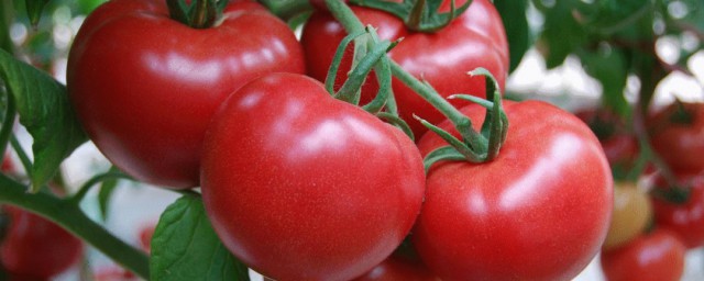 番茄和西紅柿有什麼區別 番茄和西紅柿介紹
