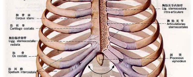 人有多少根肋骨 肋骨介紹