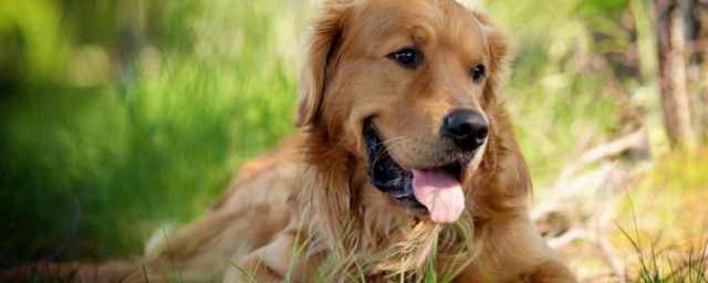 金毛犬吃什麼 金毛犬吃那些食物