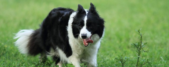 怎樣訓練邊境牧羊犬 需要怎麼做